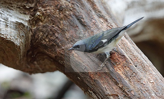 Black-throated Blue Warbler (Setophaga caerulescens) resting during migration at Cape May, New Jersey, USA stock-image by Agami/Helge Sorensen,