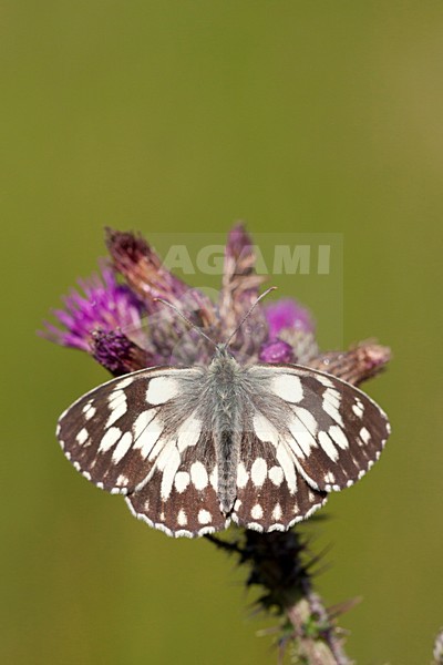 Dambordje in de vegetatie, Marbled White in the vegetation stock-image by Agami/Theo Douma,