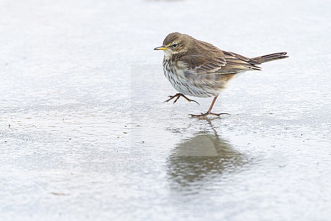 Waterpieper; Water Pipit; Anthus spinoletta stock-image by Agami/Menno van Duijn,