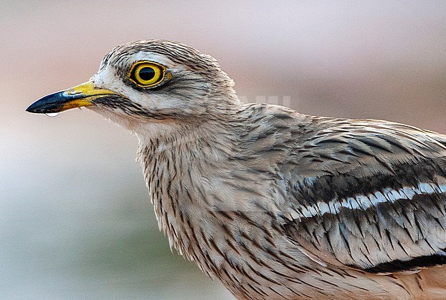 Eurasian Stone-Curlew (Burhinus oedicnemus) at drinking pool in steppes near Belchite, Spain. stock-image by Agami/Marc Guyt,