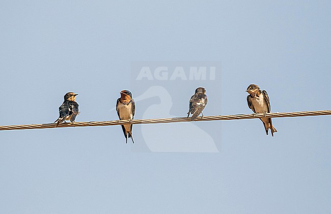 Red-chested swallow (Hirundo lucida) in Ghana. Four swallows perched on overhead electrical wire. stock-image by Agami/Pete Morris,