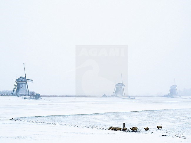 Dutch winter landscape setting with wind mills and sheep stock-image by Agami/Menno van Duijn,