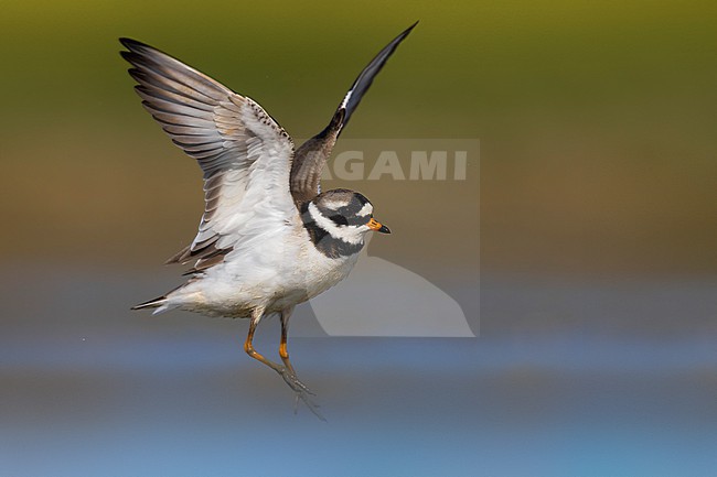 Common Ringed Plover (Charadrius hiaticula) in Italy. stock-image by Agami/Daniele Occhiato,