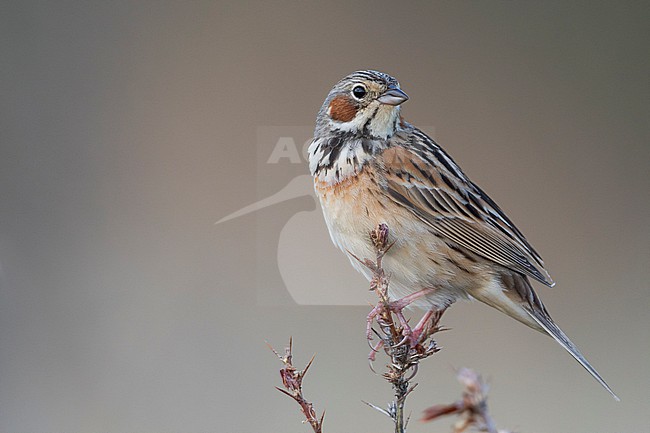 Chestnut-eared Bunting (Emberiza fucata ssp. fucata) Russia (Baikal), adult male stock-image by Agami/Ralph Martin,