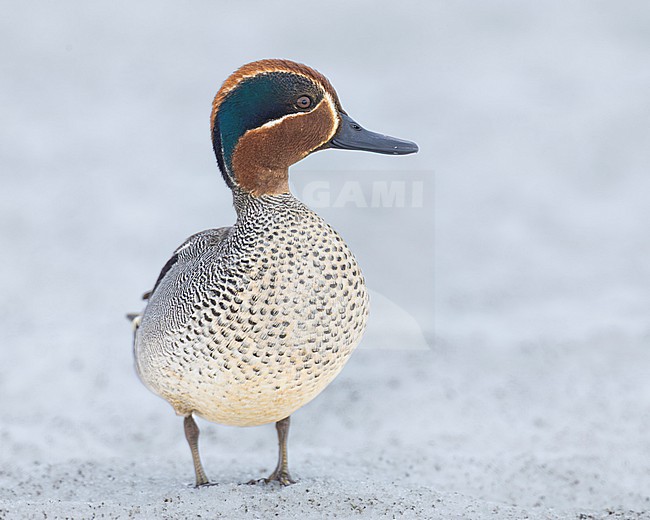 Eurasian Teal (Anas crecca), front view of an adult male standing on the ground covered in snow, Finnmark, Norway stock-image by Agami/Saverio Gatto,
