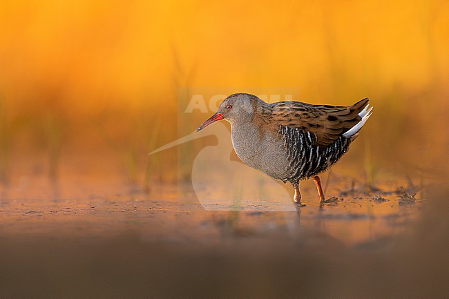 Water Rail (Rallus aquaticus) in Italy. stock-image by Agami/Daniele Occhiato,