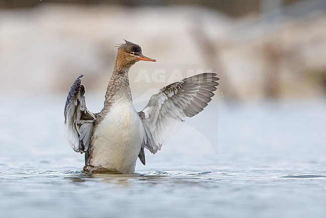 Red-breasted Merganser (Mergus serrator), side view of an individual flapping its wings, Campania, Italy stock-image by Agami/Saverio Gatto,