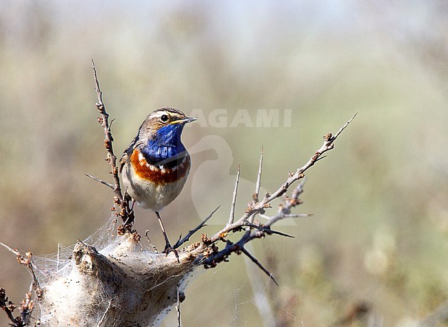 Blauwborst zittend in Duindoorn, White-spotted Bluethroat perched in Sea-buckthorn stock-image by Agami/Roy de Haas,
