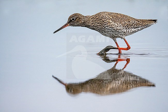 Common, Redshank, Tringa totanus, stock-image by Agami/Hans Germeraad,