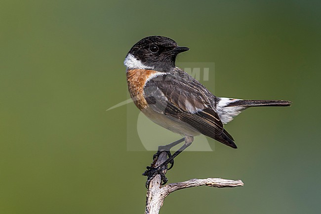 Roodborsttapuit; European Stonechat stock-image by Agami/Daniele Occhiato,