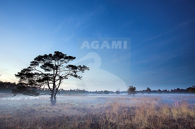  stock-image by Agami/Arjan van Duijvenboden,