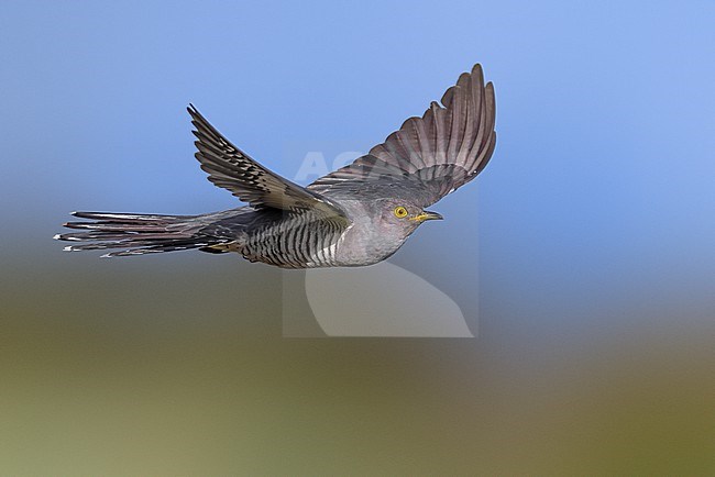 Common Cuckoo (Cuculus canorus) in Italy. stock-image by Agami/Daniele Occhiato,