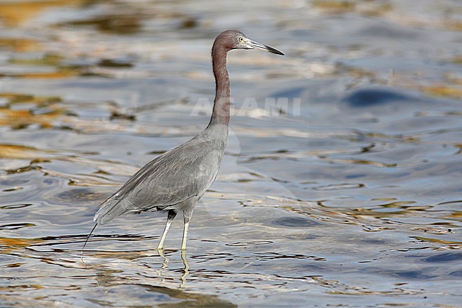 Kleine blauwe reiger, Little Blue Heron stock-image by Agami/Chris van Rijswijk,