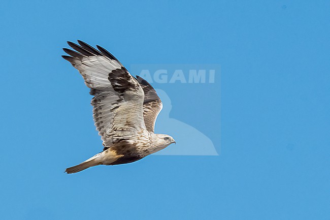 Adult (light morph)
Mackinac Co., MI
April 2025 stock-image by Agami/Brian E Small,