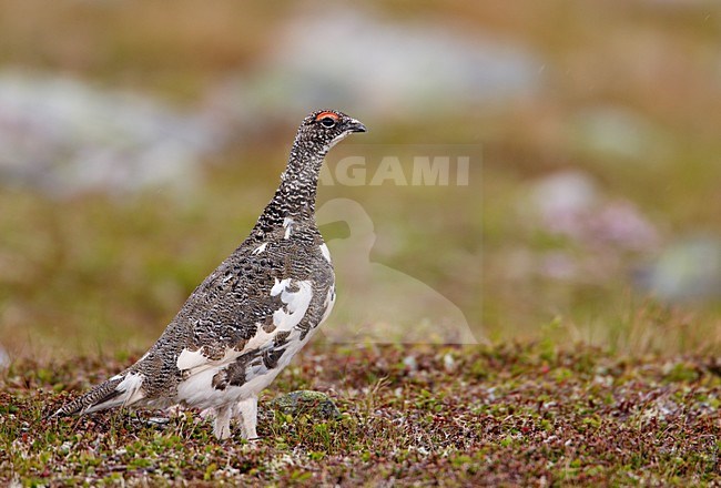 Alpensneeuwhoen, Rock Ptarmigan, Lagopus muta stock-image by Agami/Markus Varesvuo,