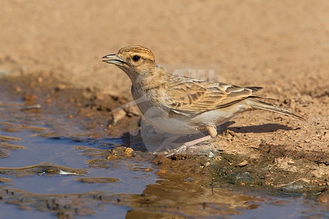 Kortteenleeuwerik drinkend; Short-toed Lark drinking stock-image by Agami/Daniele Occhiato,