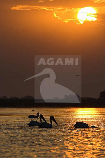 Danube Delta; Donaudelta stock-image by Agami/Laurens Steijn,
