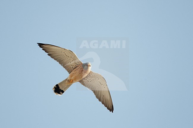 Mannetje Kleine torenvalk in vlucht, Male Lesser Kestrel in flight stock-image by Agami/Markus Varesvuo,