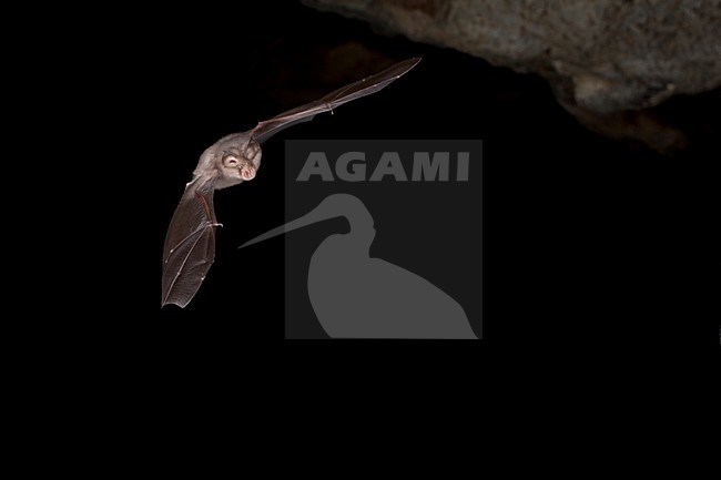 Kleine hoefijzerneus vliegend, Lesser horsehoebat flying stock-image by Agami/Theo Douma,