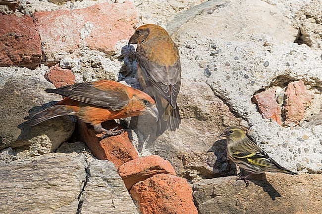 Common Crossbill - Fichtenkreuzschnabel - Loxia curvirostra ssp. curvirostra, Germany, eating minerals from a man-made stone wall stock-image by Agami/Ralph Martin,