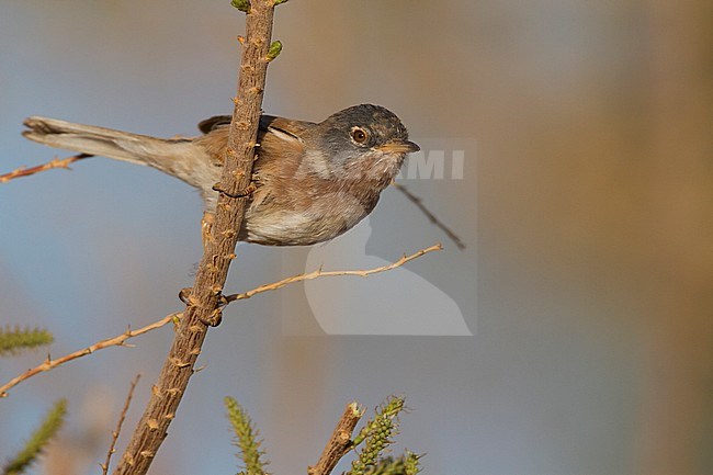 Adult Tristram's Warbler (Curruca deserticola) on a twig stock-image by Agami/Ralph Martin,
