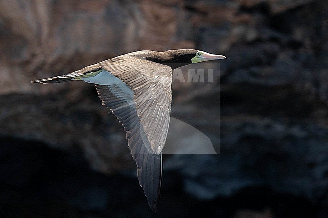 Adult Brown booby (Sula leucogaster), flying against a brown cliff as background, in Raso island, Cape Verde. stock-image by Agami/Sylvain Reyt,