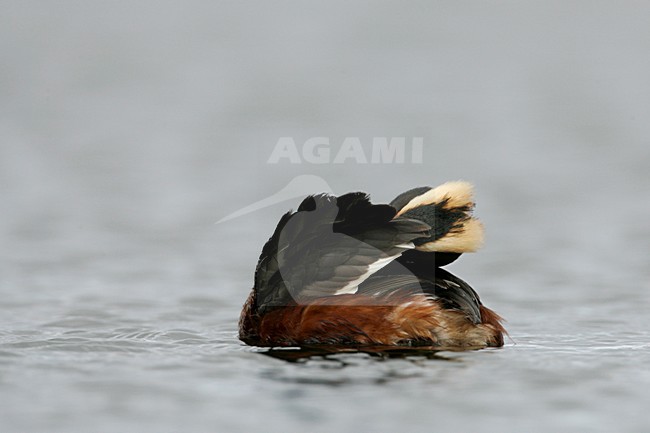 Poetsende Kuifduiker in zomerkleed; Preening Horned Grebe in summer plumage stock-image by Agami/Menno van Duijn,