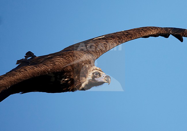 Monniksgier in de vlucht; Cinereous Vulture in flight stock-image by Agami/Markus Varesvuo,