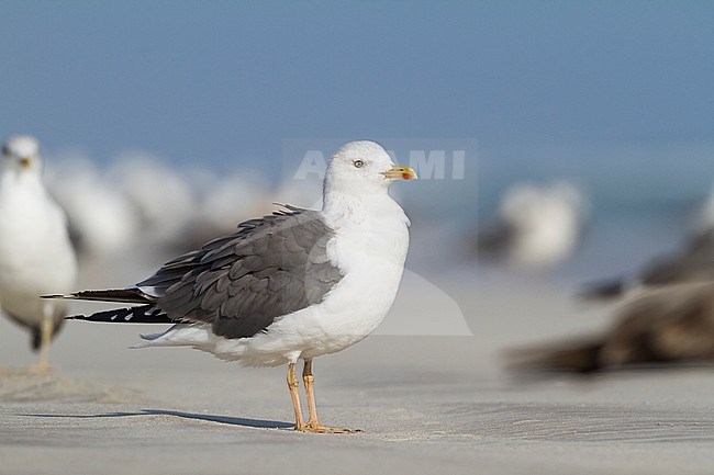 Heuglin's Gull - Tundramöwe - Larus heuglini, Oman, adult stock-image by Agami/Ralph Martin,