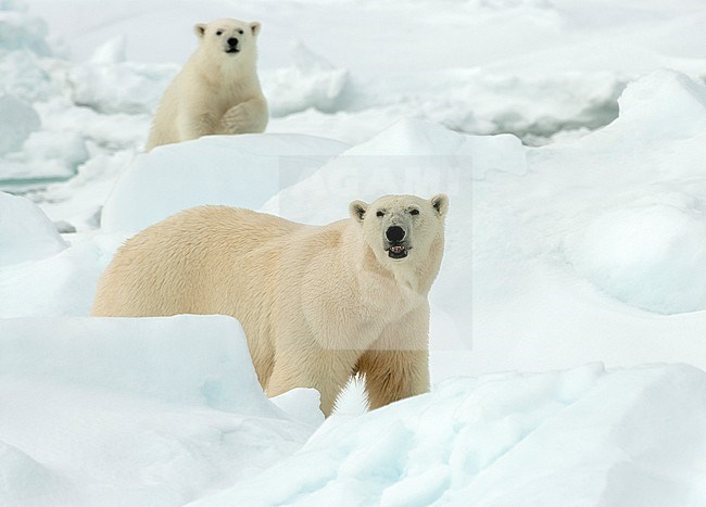 Polar bear (Ursus maritimus) adult with cub in the snow stock-image by Agami/Roy de Haas,