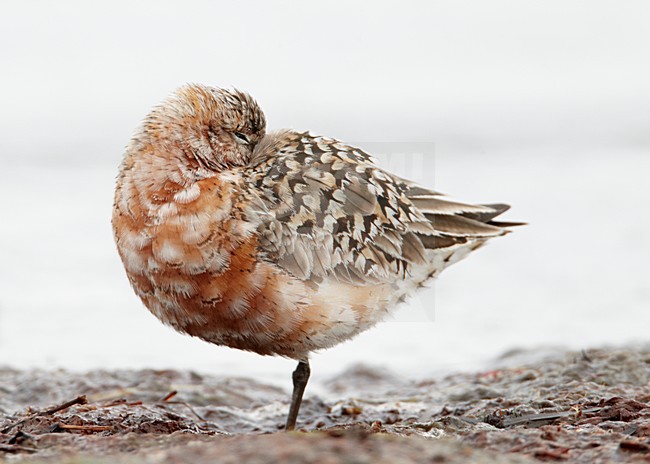 Volwassen Krombekstrandloper; Adult Curlew Sandpiper stock-image by Agami/Markus Varesvuo,