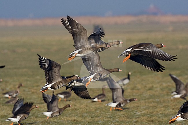 White-fronted Goose group flying, Kolgans een groep vliegend stock-image by Agami/Marc Guyt,