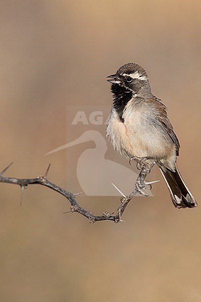 Singing male Black-throated Sparrow (Amphispiza bilineata) in North-America. stock-image by Agami/Dubi Shapiro,