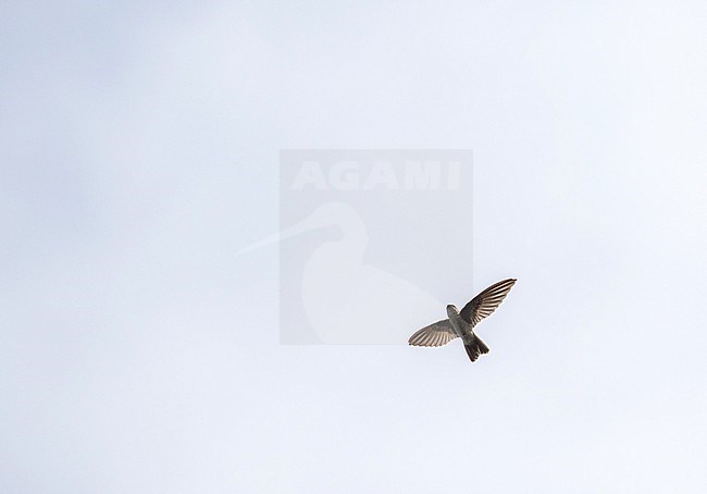 Island Swiftlet (Aerodramus inquietus) on Chuuk, part of the Federated States of Micronesia. stock-image by Agami/Pete Morris,