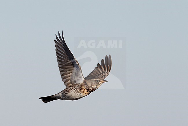 Kramsvogel in de vlucht; Fieldfare in flight stock-image by Agami/Markus Varesvuo,