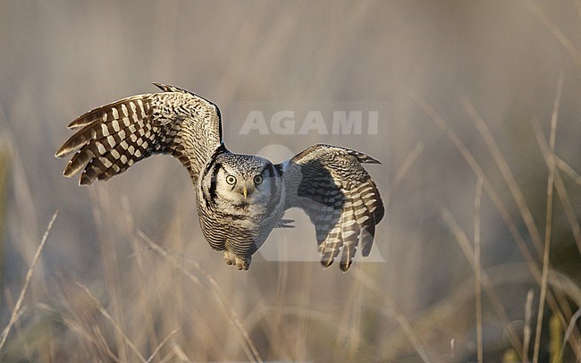 Northern Hawk-Owl (Surnia ulula), 2cy at Hallandsåsen, Sweden. Hunting in open field. stock-image by Agami/Helge Sorensen,
