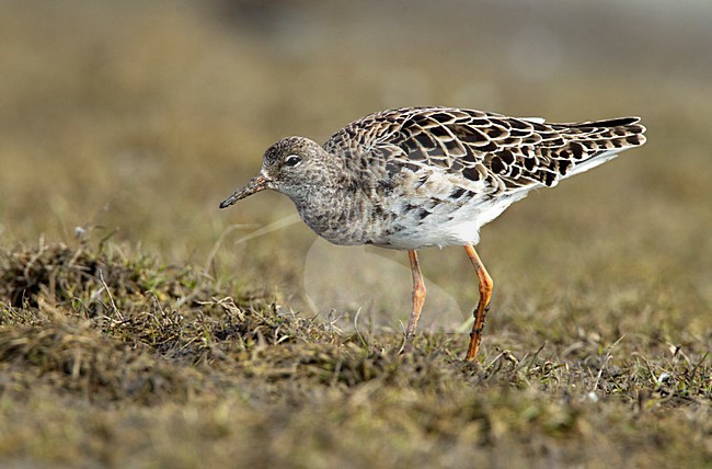 Kemphaan, Ruff stock-image by Agami/Roy de Haas,