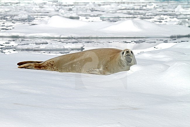 Crabeater seal perched on ice stock-image by Agami/Pete Morris,