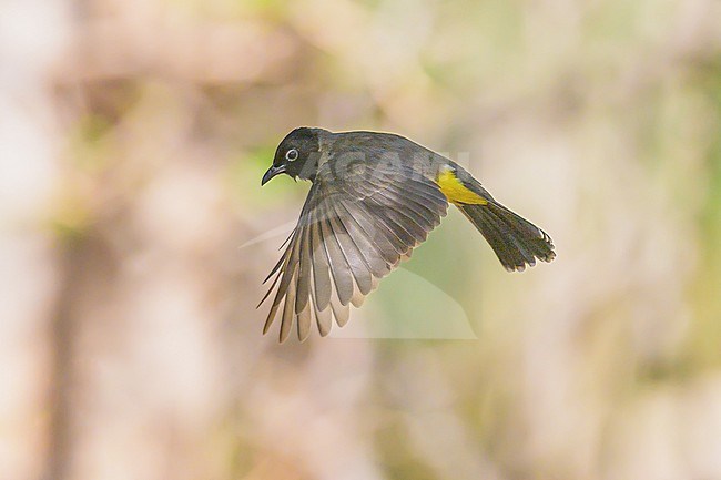 White-spectacled Bulbul, Pycnonotus xanthopygos, in flight, with the vegetation as background. stock-image by Agami/Sylvain Reyt,