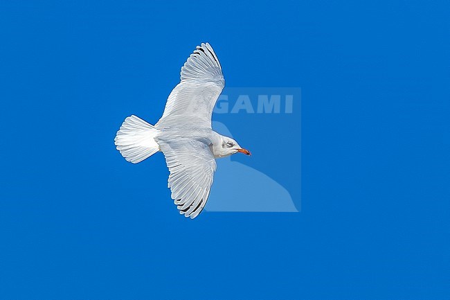 Second winter Mediterranean Gull
(Ichthyaetus/Larus melanocephalus) flying in Belgium. stock-image by Agami/Vincent Legrand,