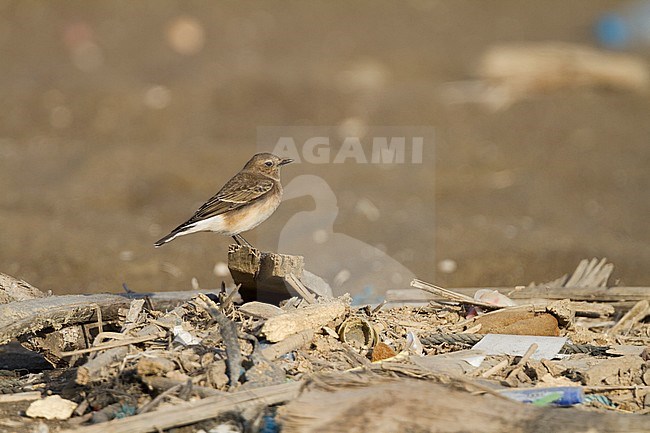 Pied Wheatear - Nonnensteinschmätzer - Oenanthe pleschanka, Oman, adult female stock-image by Agami/Ralph Martin,