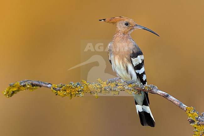 Common Hoopoe, Upupa epops, in Italy. stock-image by Agami/Daniele Occhiato,