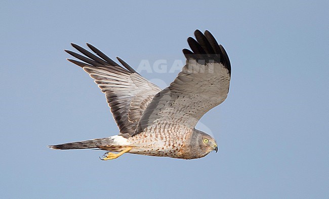 Adult male Northern Harrier (Circus hudsonius) in flight against a blue sky as background. stock-image by Agami/Brian Sullivan,