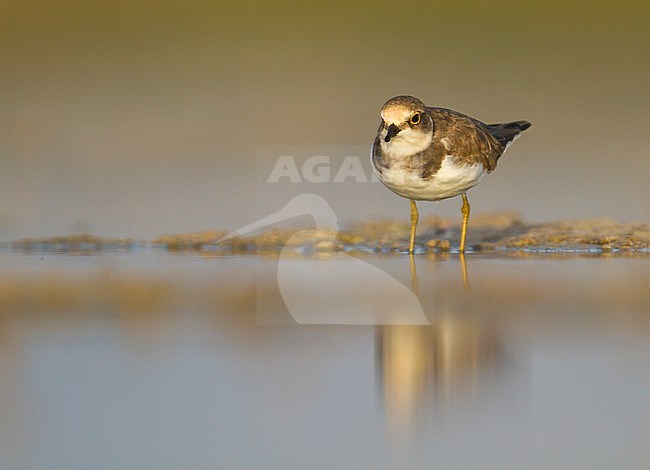 Little Ringed Plover - Flussregenpfeifer - Charadrius dubius ssp. curonicus, Oman, winter plumage stock-image by Agami/Ralph Martin,