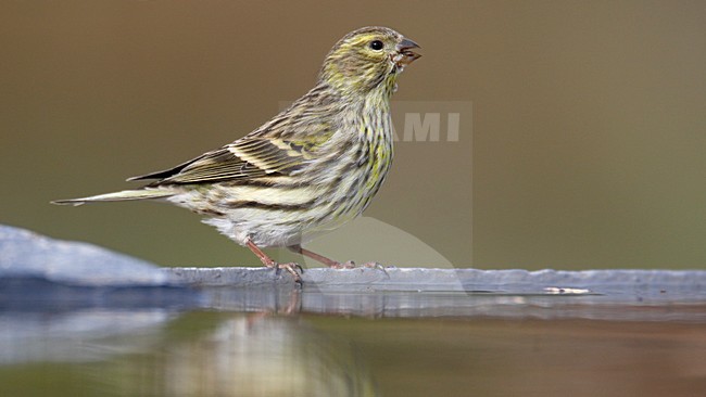 Europese Kanarie bij drinkplaats; European Serin at drinking place stock-image by Agami/Markus Varesvuo,