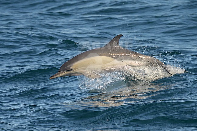 Common dolphin (Delphinus delphis) jumping, with the sea as background. stock-image by Agami/Sylvain Reyt,