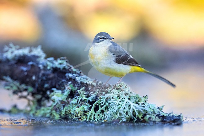 Grey Wagtail (Motacilla cinerea) in Italy. stock-image by Agami/Daniele Occhiato,