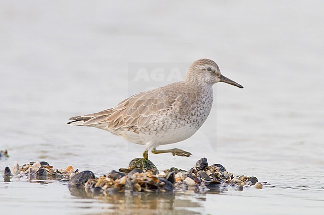 Red Knot, Calidris canutus first winter foraging on mussels on rocks at pier. Knot walking seen from side leg lifted. stock-image by Agami/Menno van Duijn,