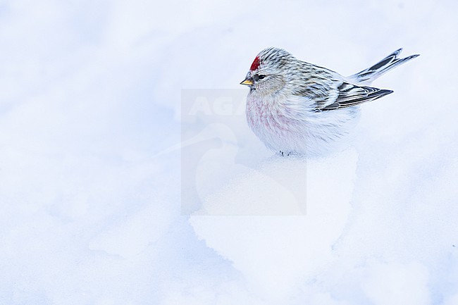  stock-image by Agami/Menno van Duijn,