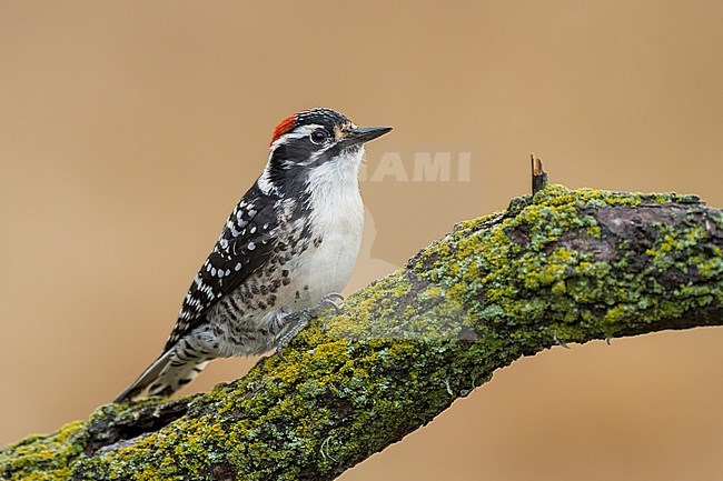 Adult male
Santa Barbara Co., CA
November 2022 stock-image by Agami/Brian E Small,
